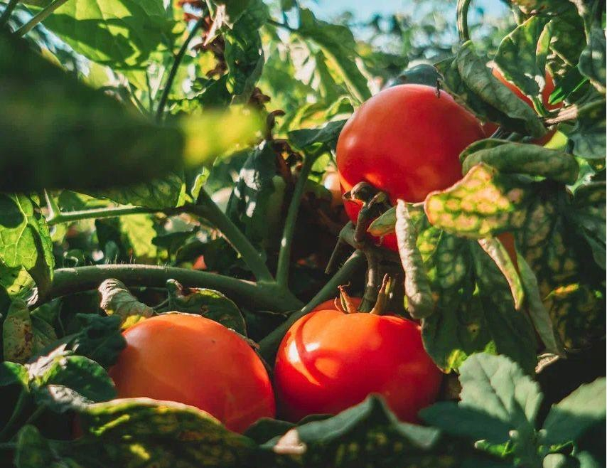 Астраханские томаты заняли почти весь рынок страны