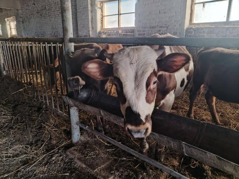 В Татарстане все меньше крупного рогатого скота