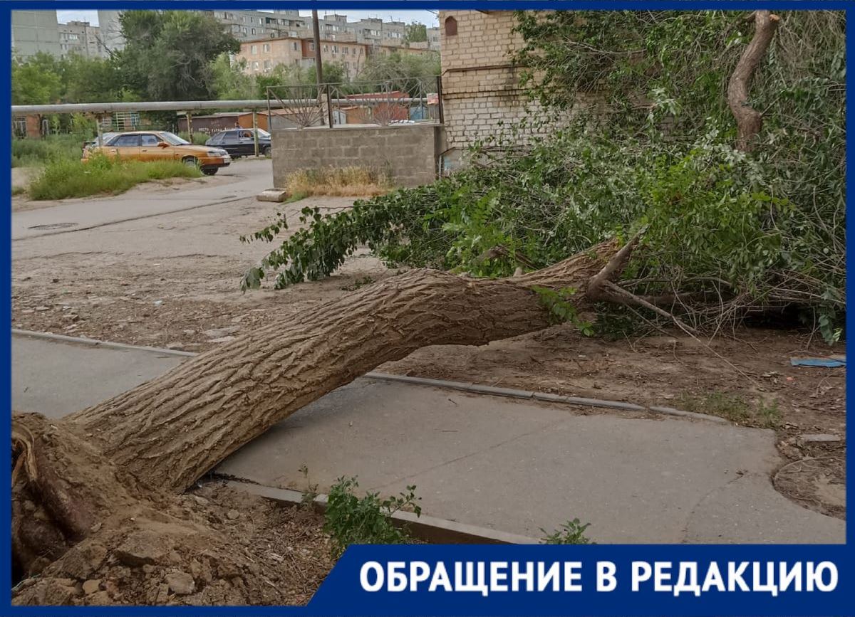 Поваленное дерево возле дома на Софьи Перовской в Астрахани не могут убрать  уже неделю