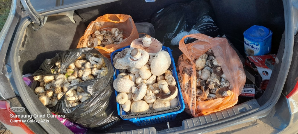 Астраханцы ходят по грибы, грибы в Астрахани, астраханцы собирают грибы