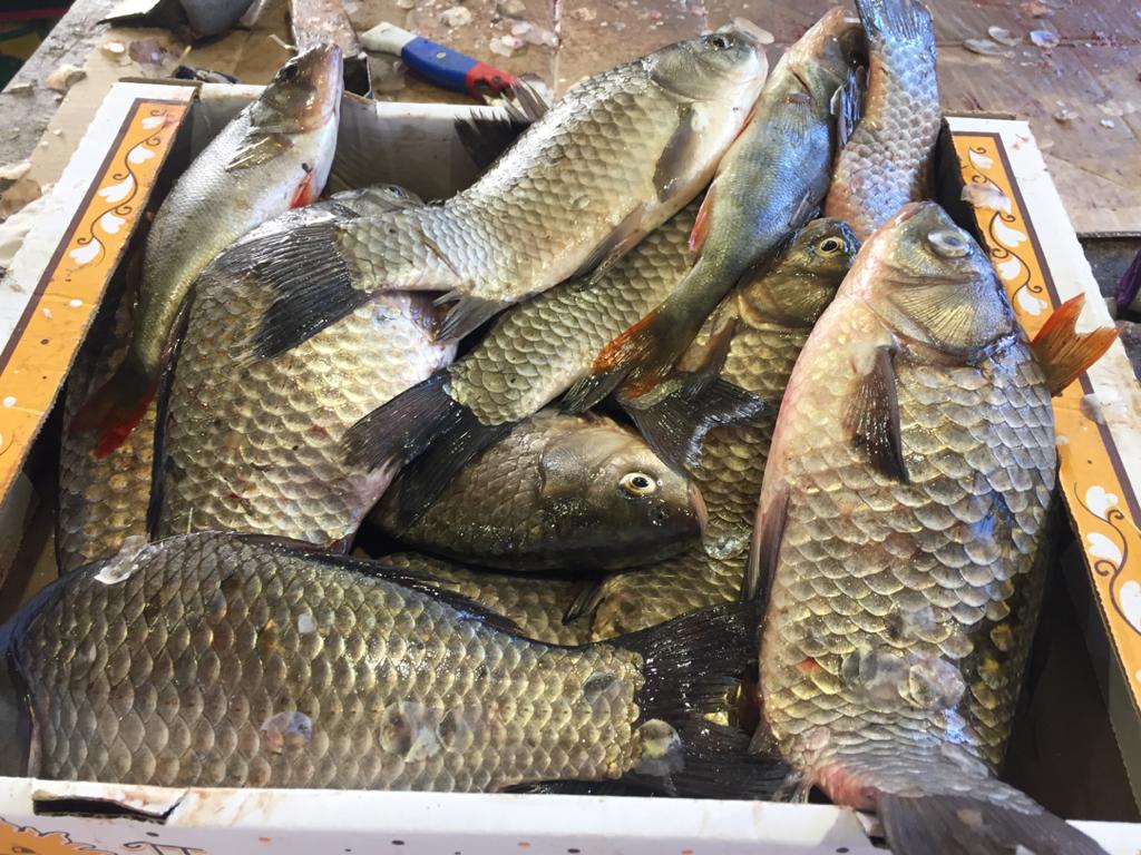 Какая рыба в астрахани в апреле. Астрахань рыба. Разновидность Астраханской рыбы. Разновидности рыб в Астрахани. Рыба Буш.